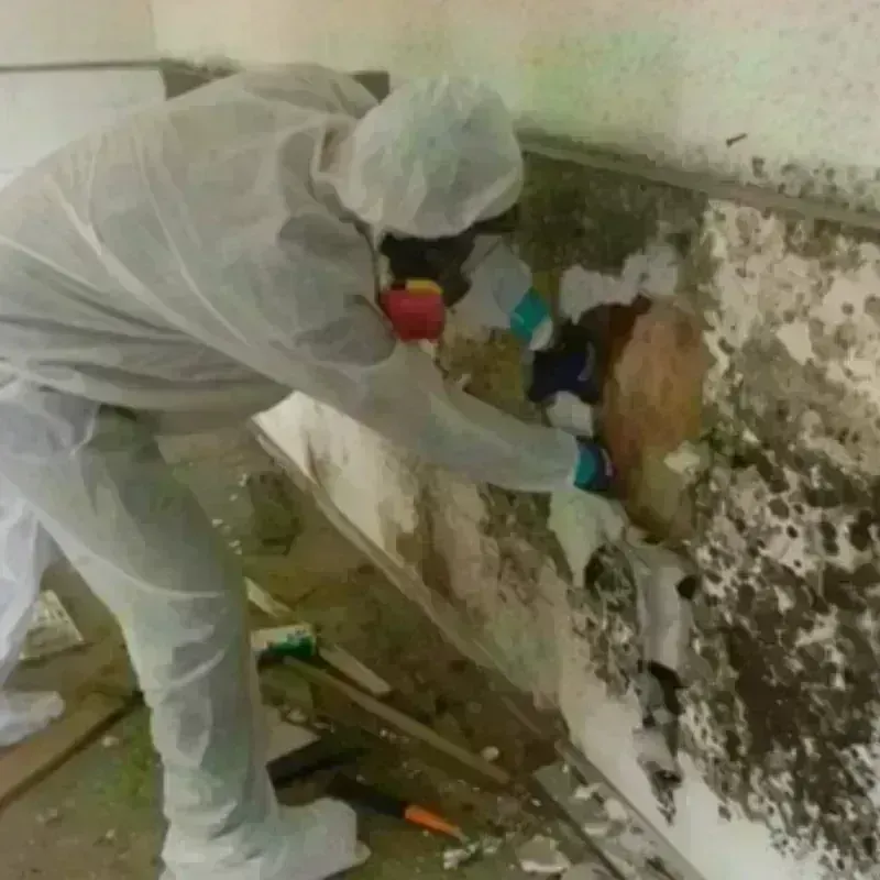 Mold Remediation and Removal in Wink, TX